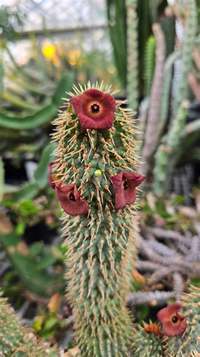 UC Davis Botanical Conservatory on Instagram: "Hoodia juttae. This succulent species is native to south Namibia. It has an unpleasant odor when up close."