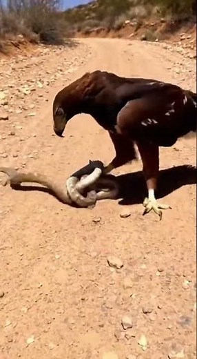 Golden Eagle Hunting a Rattlesnake.🦅🐍😳