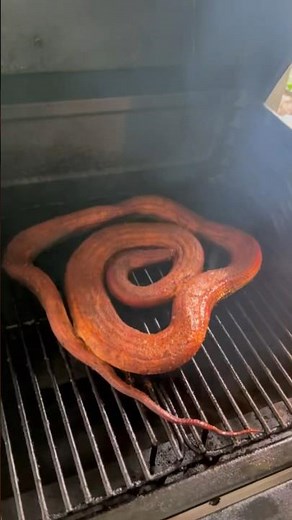 Can you smoke a python?? Catch and Cook!!