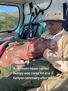 Baby Hippo 'Bumpy' Rescued After Losing Mother in Kenya