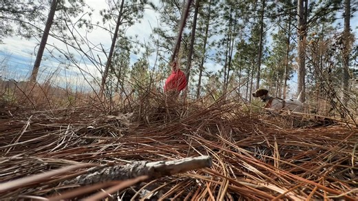 Turn the volume up for this one! #proplansportingdogs #englishpointer #fieldtrials #birddogs #midnightkenneltraining | Midnight Kennel