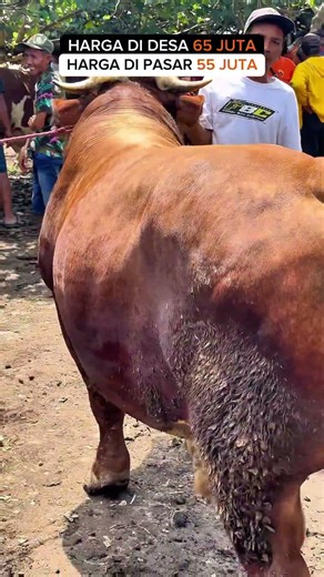HARGA SAPI JUMBO TURUN 10 JUTA🔥LEBIH MURAH DI PASAR #review #harga #sapi #super #jumbo #viral #fyp