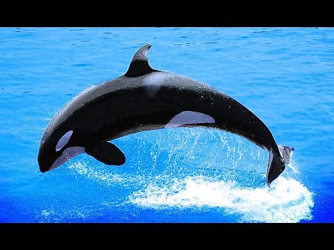 Killer Whales - Predator Documentary