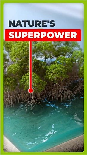 How Plants Eat CO2 (Photosynthesis)