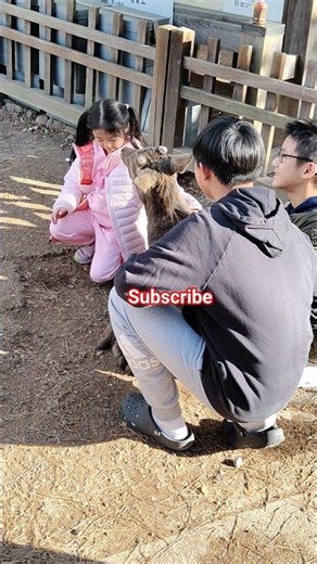 奈良公園で奇跡の瞬間🦌💖 子供と鹿の可愛すぎる出会い 鹿が優しすぎた瞬間🥹🦌 奈良公園で起きた感動シーン 子供と鹿のほっこりシーン💕 奈良公園で癒された瞬間#shorts #japan