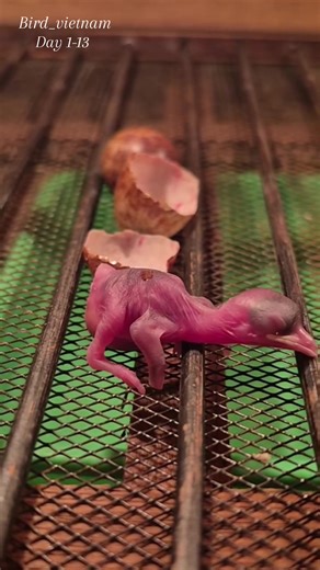 The Development Process of Young Birds: A Journey