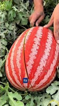 Watermelon Wasn't Always Sweet?! 🍉 health benefits medicine.