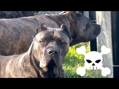 Cane Corso Best Guard Dog for Family Protection!