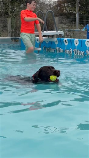 Chocolate Labrador Diesel had a great first swim 🐾💦💕🇬🇧 | Canine Dip and Dive Maldon