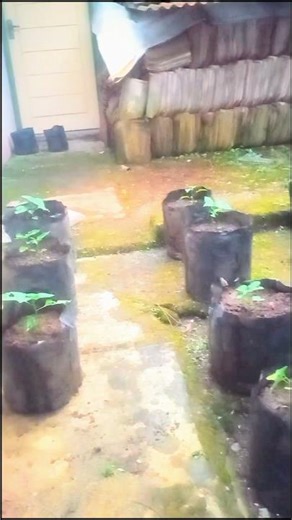 Lama ga upload, lagi program PPL, lngsung penghijaun posko #garden #garden #budidayatanaman #youtube