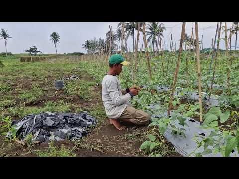 NEXT-LEVEL FARMING: CREATIVE TOOL TO MAKE PLANTS CLIMB EFFORTLESSLY-agriculture farming