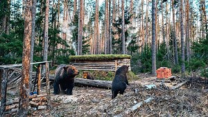 🌱 14 Days Living in My Secret Underground House | Ultimate Spring Bushcraft Survival #bushcraft #build #camping #survival #wildlife #outdoorstyle | Armani Aufderhar