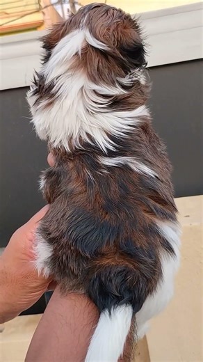 Top Excellent quality shitzu Male puppy for sale 9036995249 Heavy size chubby perfect markings blore