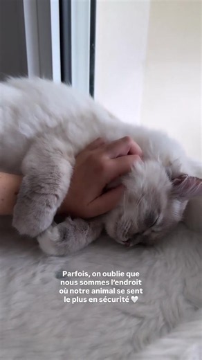 Siberian Kitten Care Tips for New Cat Owners