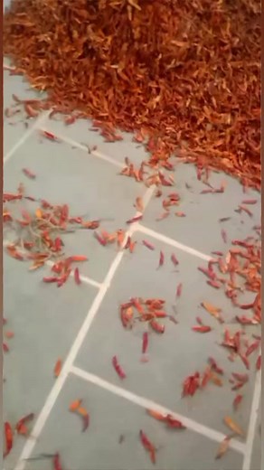 4.4K views · 43 reactions | Red chilli powder plant automatic machine, Lal mirchi grinder machine plant ☎️+91 88716 86000 | Punjab Engineering Corporation | Facebook