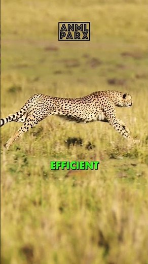 Pumping Power: The Cheetah's Giant Heart and Lungs in Action