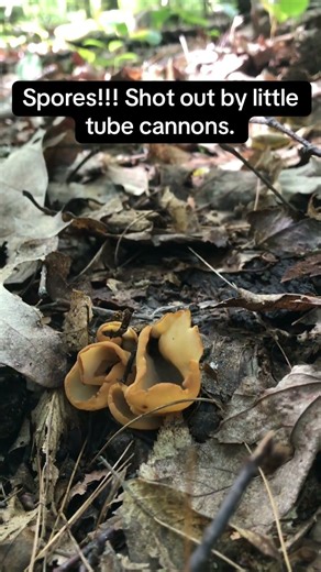 EXPLODING SPORES #mushroom