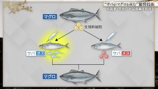 A Breakthrough in Aquaculture: Mackerel that Produce Tuna