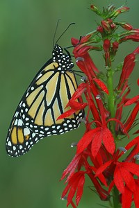 Cardinal Flower (lobelia Cardinalis) Starter Plant - Etsy