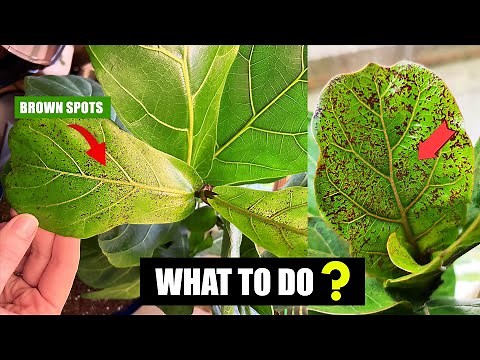 How to fix brown spots on Fiddle leaf fig leaves