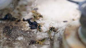Burnt wasps and their nests, problem of wildlife animals extinction because of destructive human actions and global warming on planet earth, reduction of insects reproduction , problem of animals