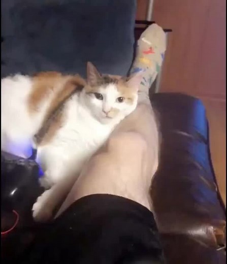 Cat Bites Leg | cat