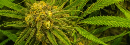Blue Dream Strain Information: History and Genetics