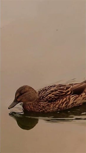 Female mallard duck