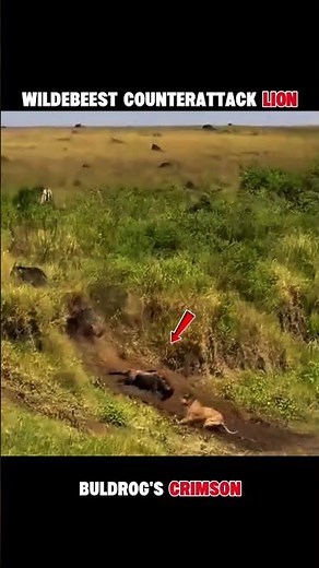 Lion vs Wildebeest: The Hunt Begins! 🔥