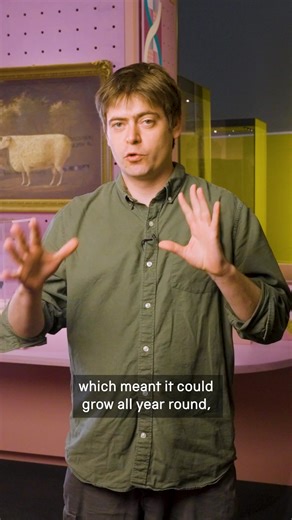 How did this sheep become the most famous in Britain? Watch the story of the original ‘Absolute Unit’ from our free Future of Food exhibition. #food #science #climatechange | Science Museum