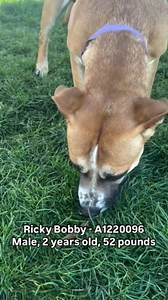 2.6K views · 107 reactions | Ricky Bobby: ID# 1220096, Male, 2 years,...