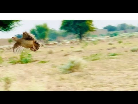 The pheasant makes a sound and flies towards the sky. Check out the flight of the pheasant