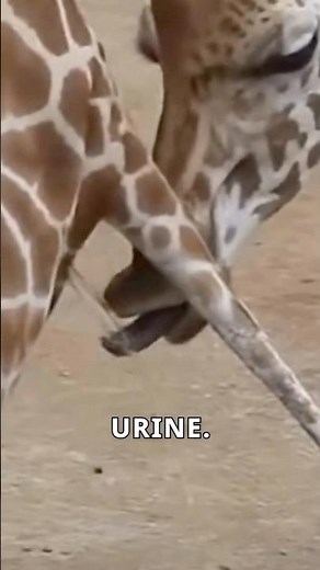 Male Giraffes Taste Pee to Find a Mate?! Wild Animal Mating Fact #giraffe #shorts