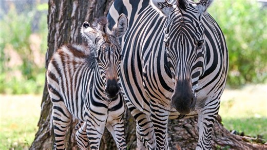 OKC Zoo reveals 2026 conservation travel destinations to inspire wildlife connection