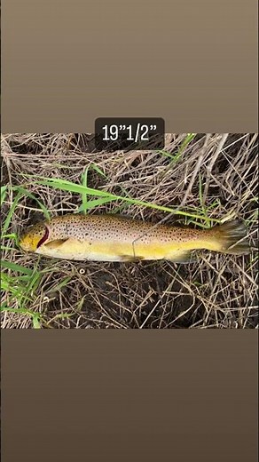 Epic Fishing Moments Caught on Camera