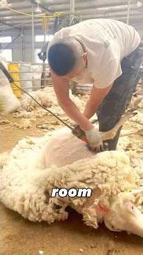 The process of producing wool blankets#amazing #didyouknow #knowledge #fyp #amazing