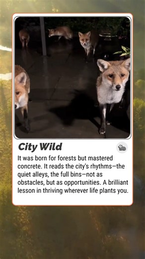 City Wild: The Animal That Mastered the Concrete Jungle