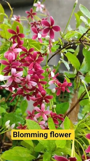 #flowers #gardening blomming flower