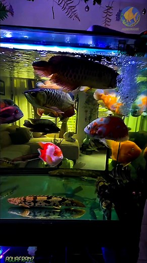 15K views · 271 reactions | Monsters, Colors & Predators Collide  Witness the wild clash of colors and personalities inside the Khby Monster Fish Tank! From vibrant beasts to fearless predators, every moment is a battle for space, style, and dominance. #khbymft #monsterfishtank #aquafranz #monsterfish #monsterfishkeepers #aquariumfishtank | AquaFranz | Facebook