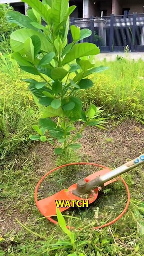 211K views · 527 reactions | Quick Garden Maintenance Tips. #GardeningTips #QuickTrim #GardenCare #YardWork #GreenThumb | Doraya Jennings | Facebook