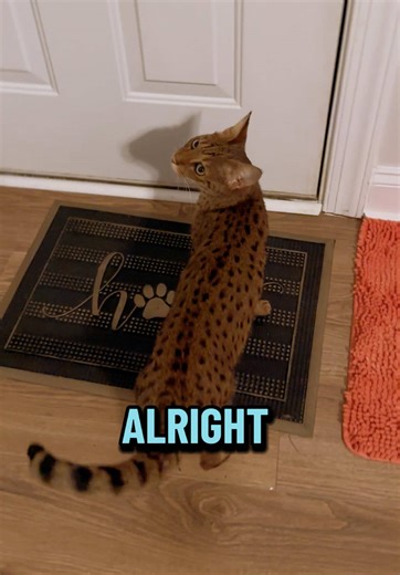 Cheetah Kisses: A Heartwarming Moment