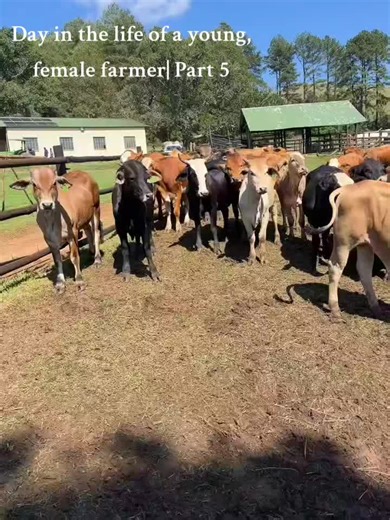 Part 5| Dipping.👩‍🌾🐄 The reason I'm saying I prefer plunge dipping is cause the dip covers the whole animal unlike spraying them, anyway I had a good day🤏🏿❤️. #farmlife #dipping #fypシ゚viral #fyp