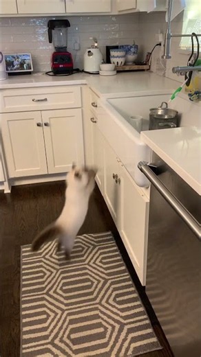 Why Small Kittens Shouldn’t Be Left Unsupervised