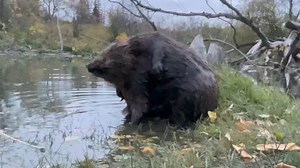 Have you ever heard a beaver fart? Turn up the volume and listen to this grooming beaver pass some gas. It’s too bad that the beaver’s cloaca wasn’t underwater, because it would’ve been hilarious to have some bubbles accompanying the fart. #beavers #funnyanimals #farts | Mike’s photos and videos of beavers
