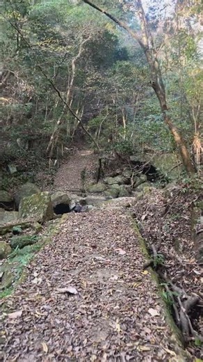 Birdsong & Forest Stream in Japan | Morning Nature Walk