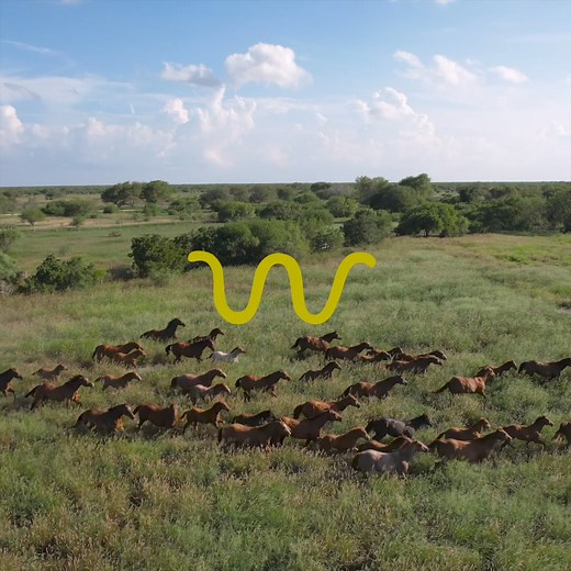 9.4K views · 4.8K reactions | The new ranch collection draws from over 170 years of authentic ranching heritage and our commitment to craftsmanship, quality, and functionality. | King Ranch Saddle Shop | Facebook