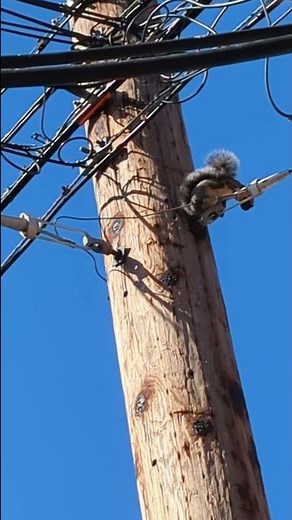 🐿️ Squirrel glitches out. Electrocuted by high voltage power lines. ⚡