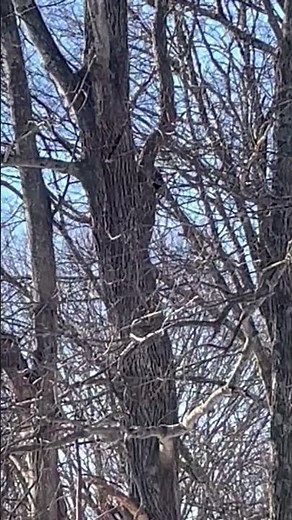 Pileated Woodpecker Calls and Drums on Dead Tree