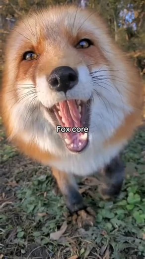 🦊fox lover ❤️ | Fox core❤️ Video credit #cutefox #foxcommunity #foxofinstagram #animals #wildfox #nature #wildfox #animal #slyfox #wildanimals... | Instagram