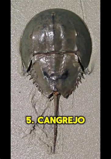 Top 5 animales con evoluciones imposibles #aprendizaje #curiosidades #worldwildlifeday #animales